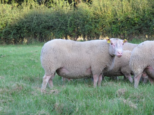 La Charmoise, actualités et tendances d'une race ovine résiliente (suite)